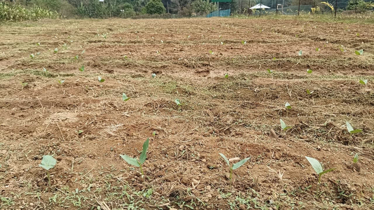 Biostimulants for crop production is highly successful in all field trials