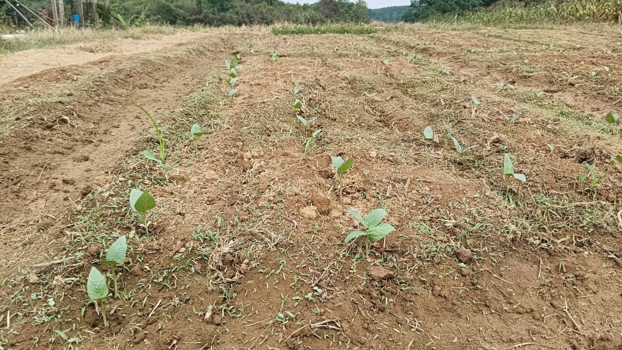 Biostimulants for crop production is highly successful in all field trials